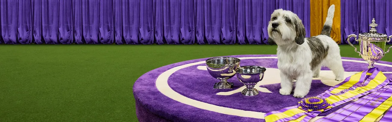 The Famed English Cocker Spaniels of Ryglen Gundogs | Purina Pro Club